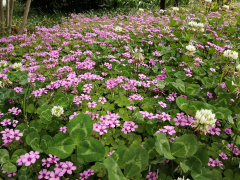 庭院小花