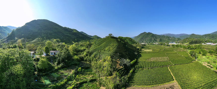 茶乡茶山茶田宽幅大图