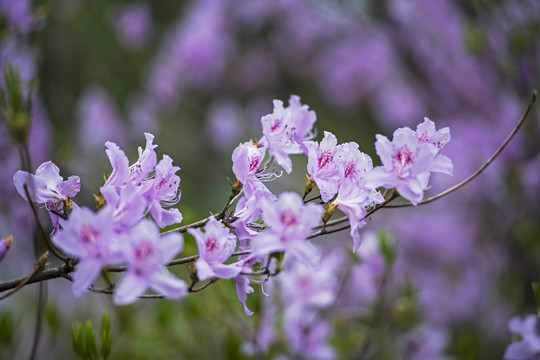 杜鹃花