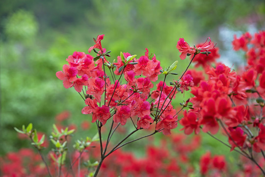 杜鹃花