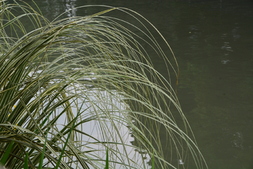 水生植物绿草