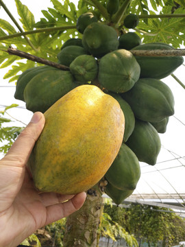 热带木瓜