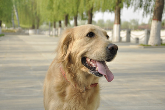 金毛犬特写