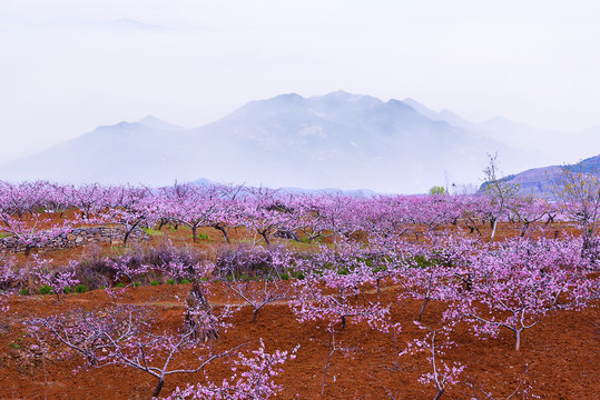 十里桃花