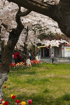 樱花