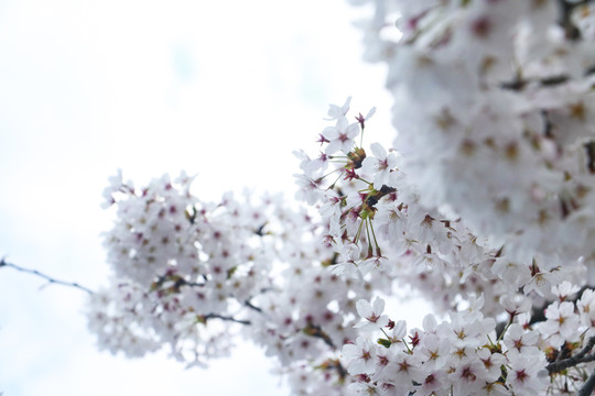 樱花