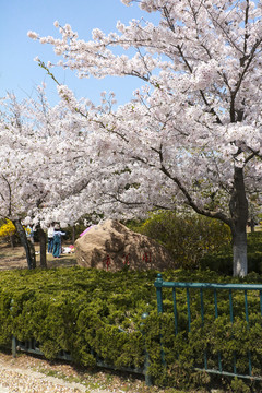 樱花