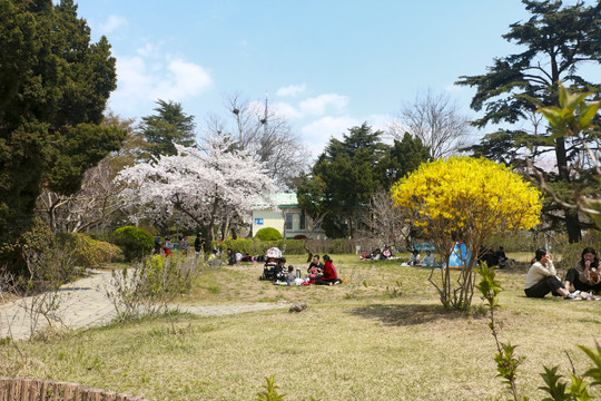 樱花