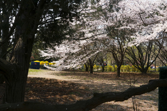 樱花