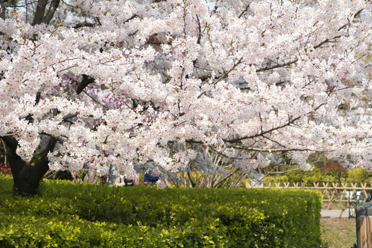 樱花