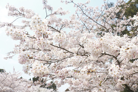 樱花