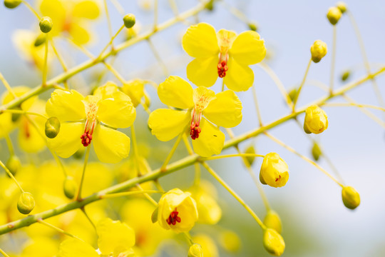 花卉素材