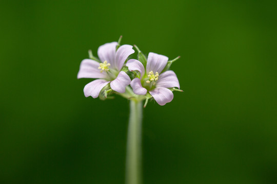 花卉素材