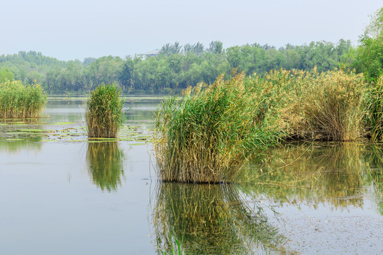 湿地芦苇丛