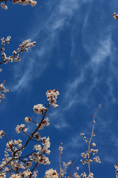 蓝天背景的白色花卉