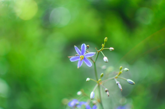 山菅兰