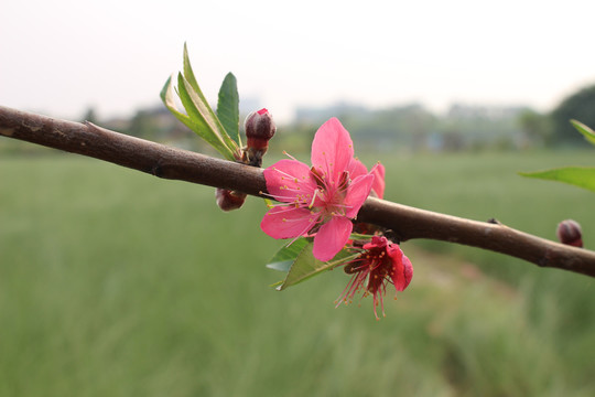 鹰嘴桃桃花