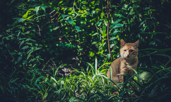 野猫