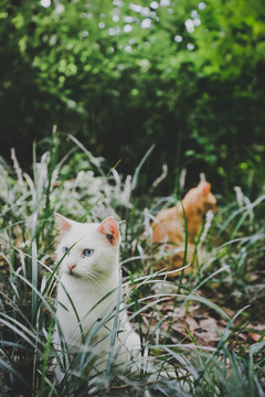 野猫