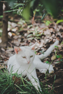 野猫