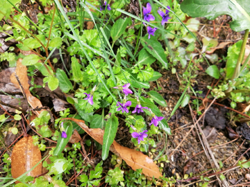 山上的紫花地丁