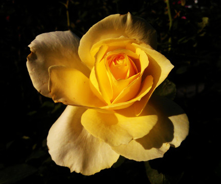 黄玫瑰花卉特写特写