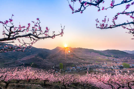 甘泉村桃花开