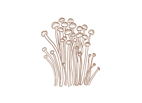 手绘金针菇