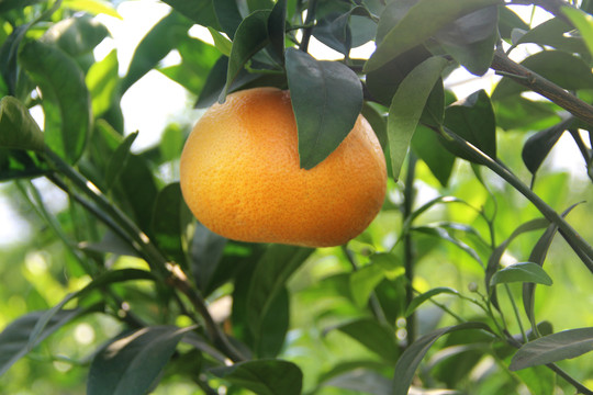 橘子园橘子