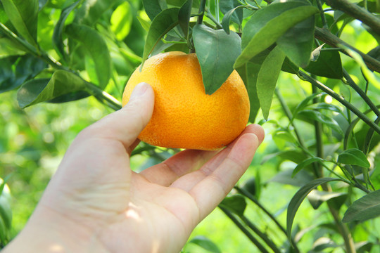 手摘柑橘