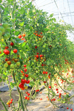 番茄采摘基地