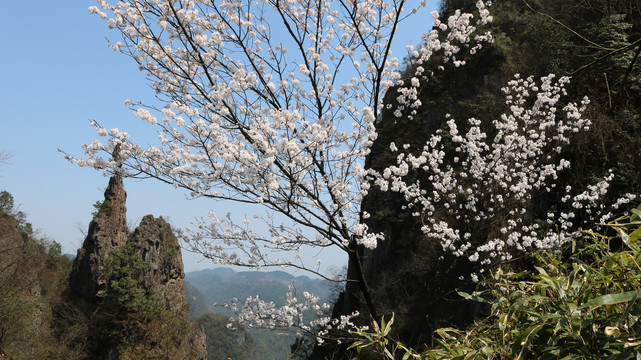 梨花