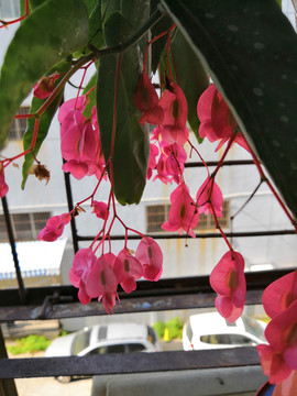 竹节秋海棠