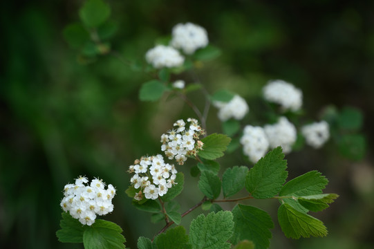 绣线菊