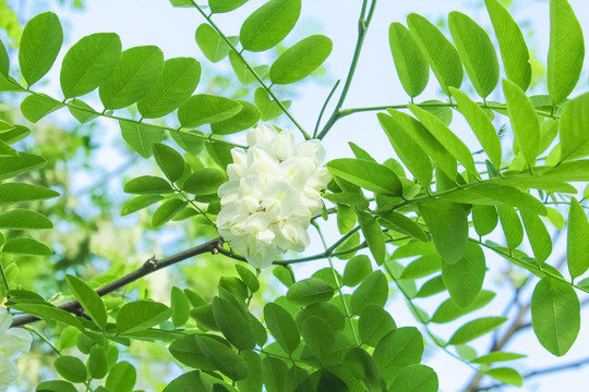 新鲜槐花