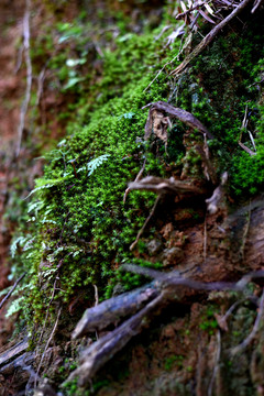 苔藓