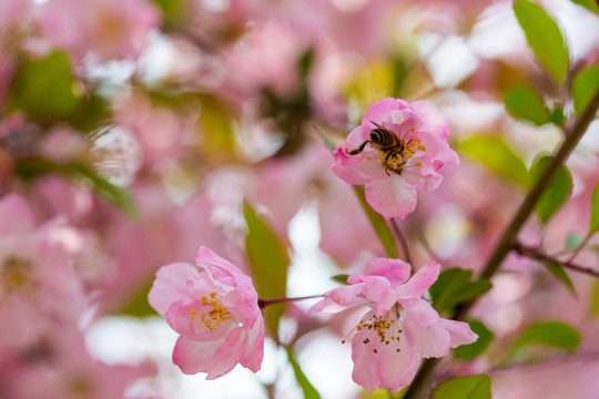 樱花蜜蜂