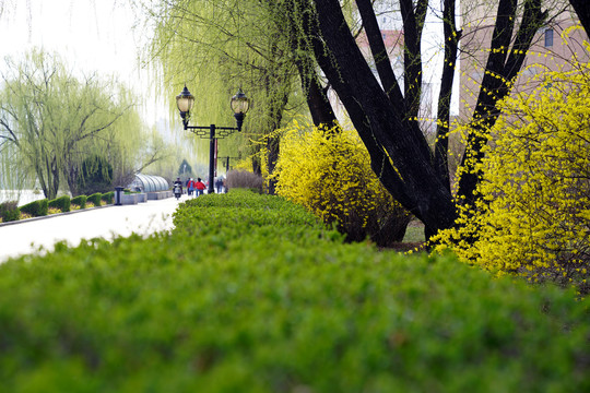 春绿步行道