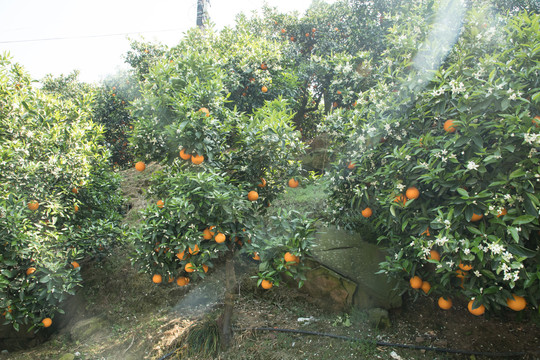 果树上的伦晚橙