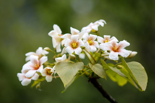 油桐花