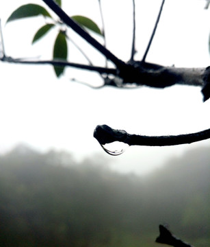 树枝雨滴