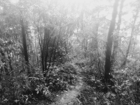 山路树林