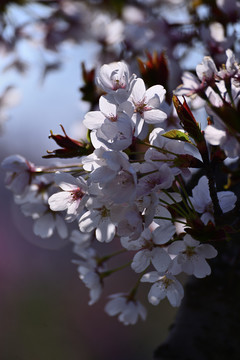樱花