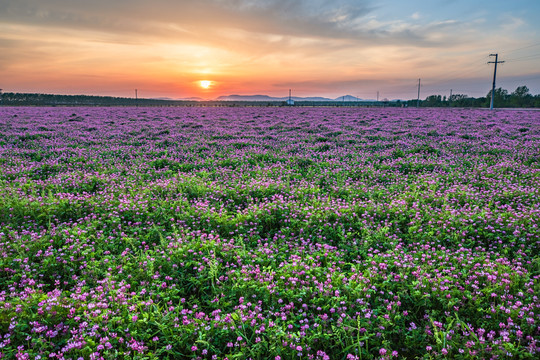 夕阳下的紫云英花海