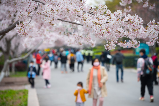 青岛中山公园樱花
