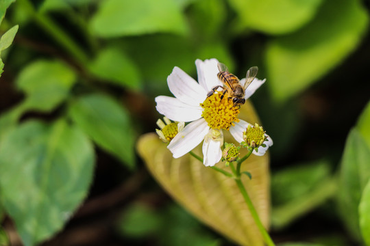 蜜蜂