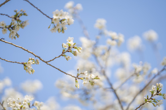 白色樱花
