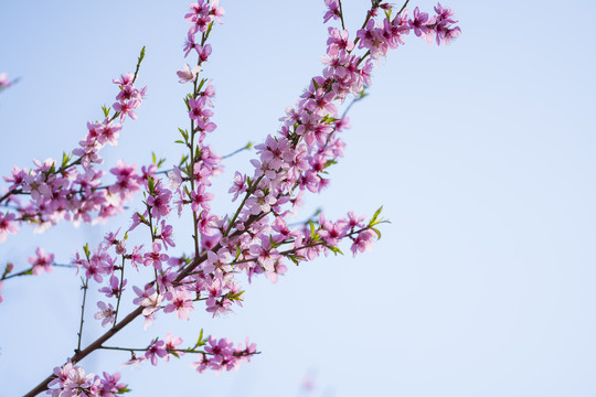 桃花枝