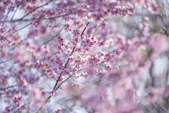 桃花枝
