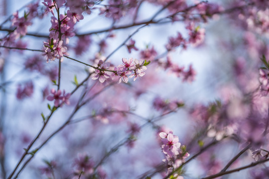 桃花枝